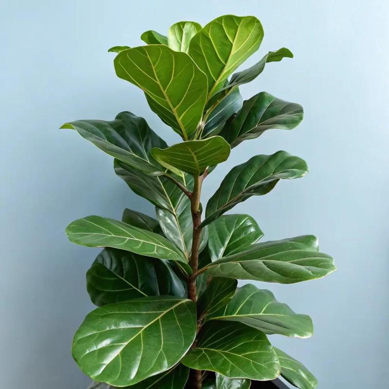 Fiddle Leaf Fig